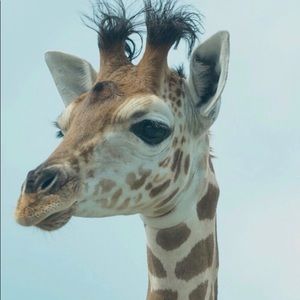 Meet your Posher, Jessie